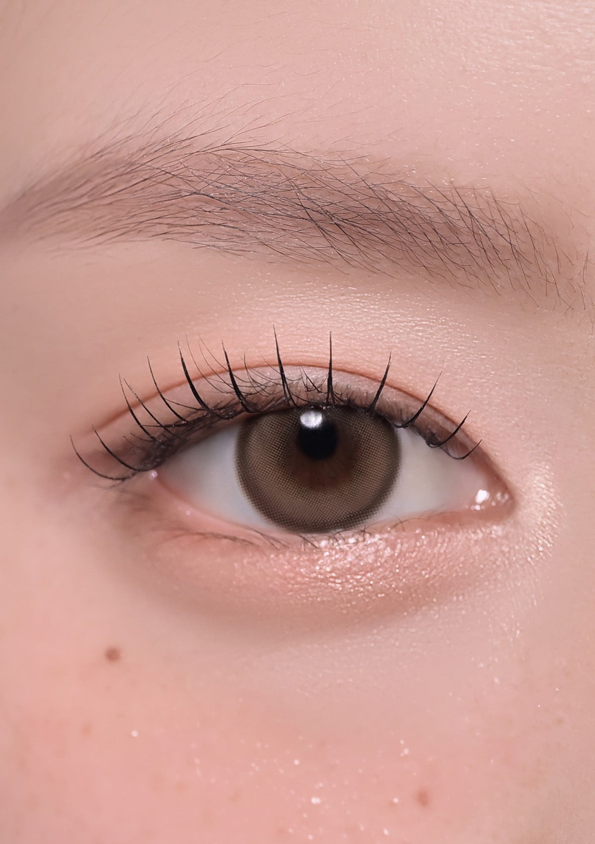 Milk & Tea Royal 1Day Cream Mocha – chuu Lens JP